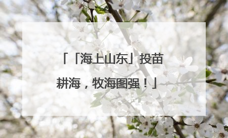 「海上山东」投苗耕海，牧海图强！