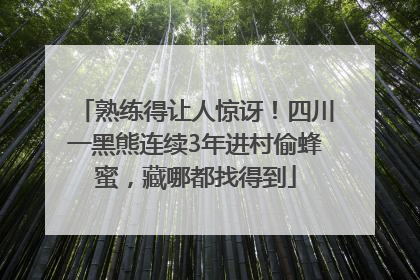 熟练得让人惊讶！四川一黑熊连续3年进村偷蜂蜜，藏哪都找得到