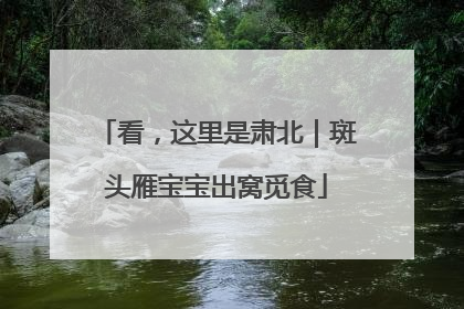 看，这里是肃北｜斑头雁宝宝出窝觅食