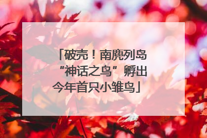 破壳！南麂列岛“神话之鸟”孵出今年首只小雏鸟