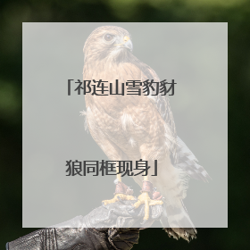 祁连山雪豹豺狼同框现身