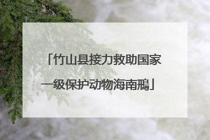 竹山县接力救助国家一级保护动物海南鳽