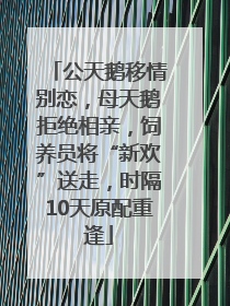 公天鹅移情别恋，母天鹅拒绝相亲，饲养员将“新欢”送走，时隔10天原配重逢
