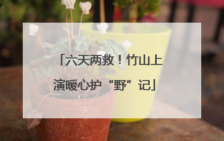 六天两救！竹山上演暖心护“野”记