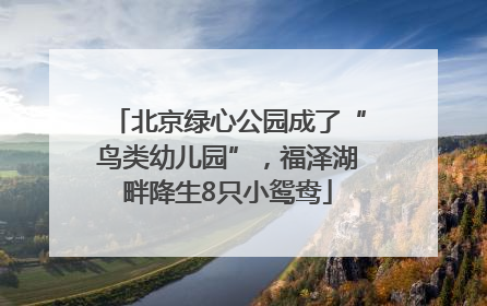 北京绿心公园成了“鸟类幼儿园”，福泽湖畔降生8只小鸳鸯