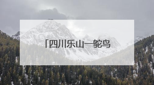 四川乐山一鸵鸟“越狱”马路狂奔，目击者：时速超40码，还对我“笑”了下