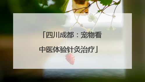 四川成都：宠物看中医体验针灸治疗