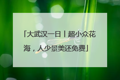 大武汉一日丨超小众花海，人少景美还免费