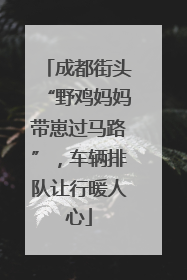成都街头“野鸡妈妈带崽过马路”，车辆排队让行暖人心