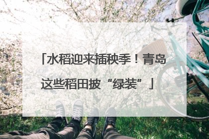 水稻迎来插秧季！青岛这些稻田披“绿装”