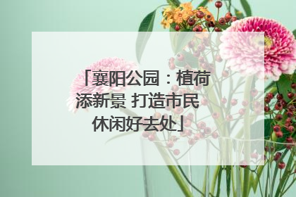 襄阳公园：植荷添新景 打造市民休闲好去处