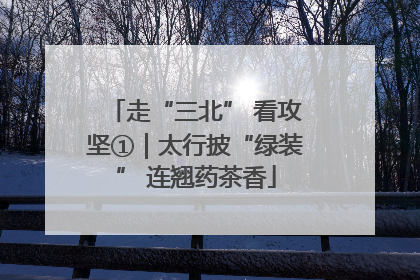 走“三北” 看攻坚①｜太行披“绿装” 连翘药茶香