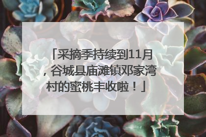 采摘季持续到11月，谷城县庙滩镇邓家湾村的蜜桃丰收啦！