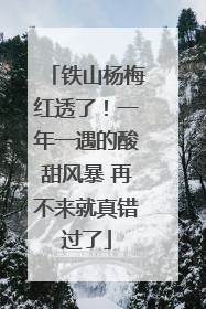铁山杨梅红透了！一年一遇的酸甜风暴 再不来就真错过了