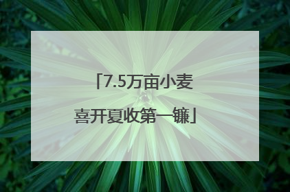 7.5万亩小麦喜开夏收第一镰